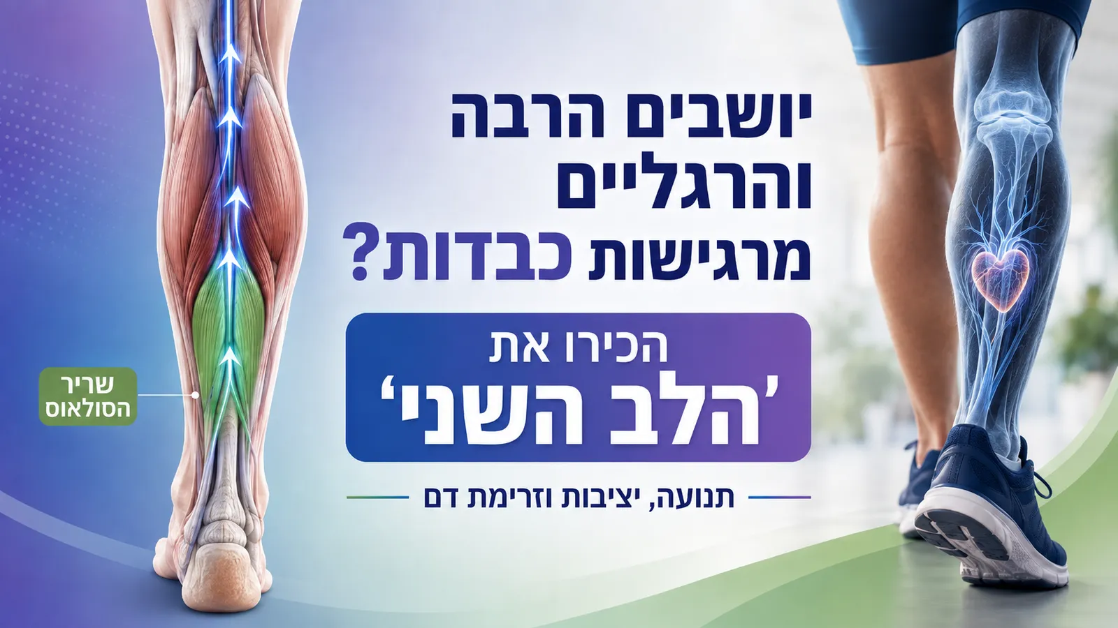 יושבים הרבה והרגליים מרגישות כבדות? הכירו את ״הלב השני״